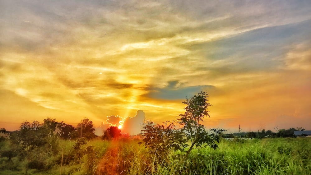 A sunset over a grassy field with trees and a distant building.