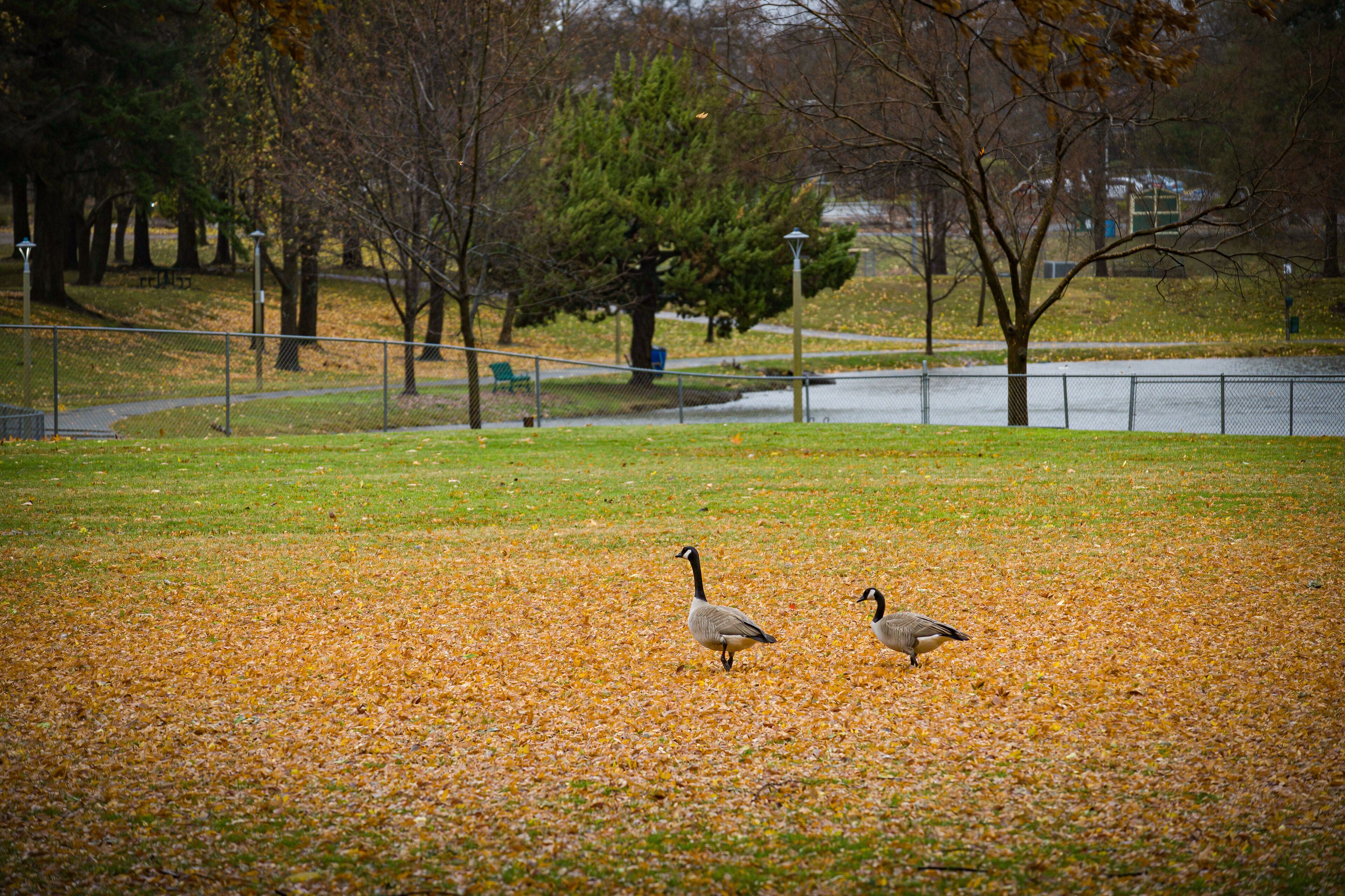 Two Canadian geese in the Auburn Regional Park with orange autumn leaves on the field and lake in the background.