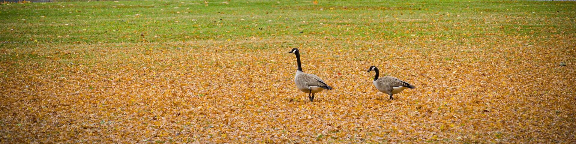 Two Canadian geese in the Auburn Regional Park with orange autumn leaves on the field and lake in the background.