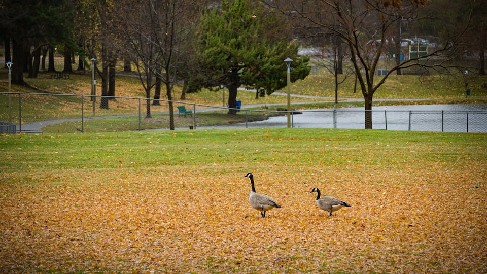 Two Canadian geese in the Auburn Regional Park with orange autumn leaves on the field and lake in the background.