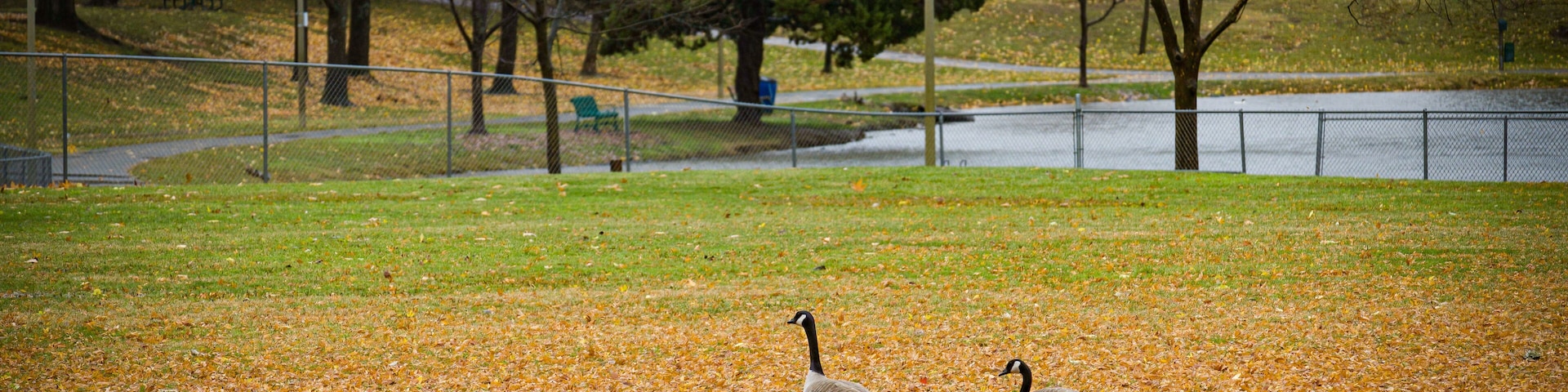 Two Canadian geese in the Auburn Regional Park with orange autumn leaves on the field and lake in the background.