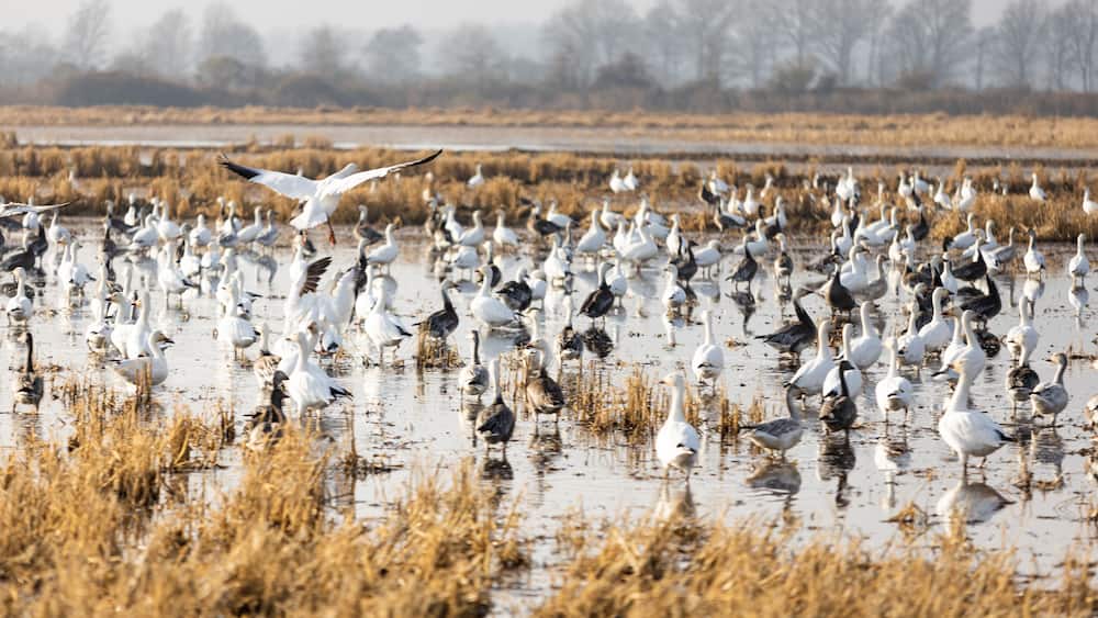 Arkansas Rice Fields Snow Geese Landing
