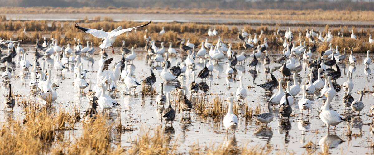 A wetland with numerous birds, including white and black ones, and a bird in flight.