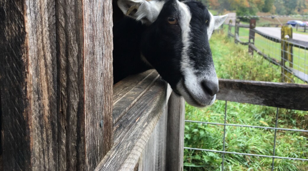 Lots of farm animals and also got to milk a cow!