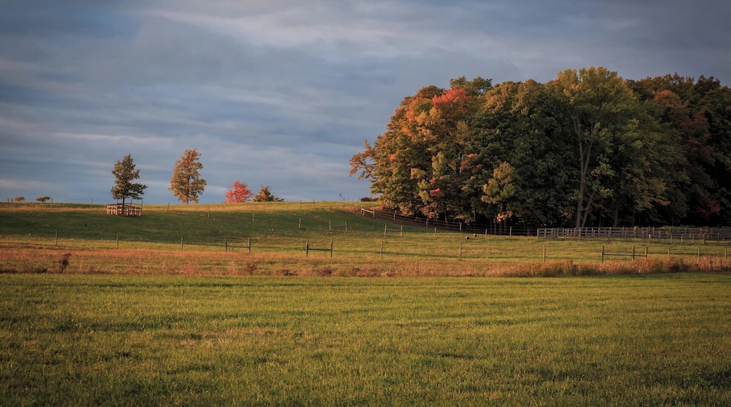 During a late afternoon walk to Lake Champlain, I captured this image of the soft light on the trees overlooking the Lake.