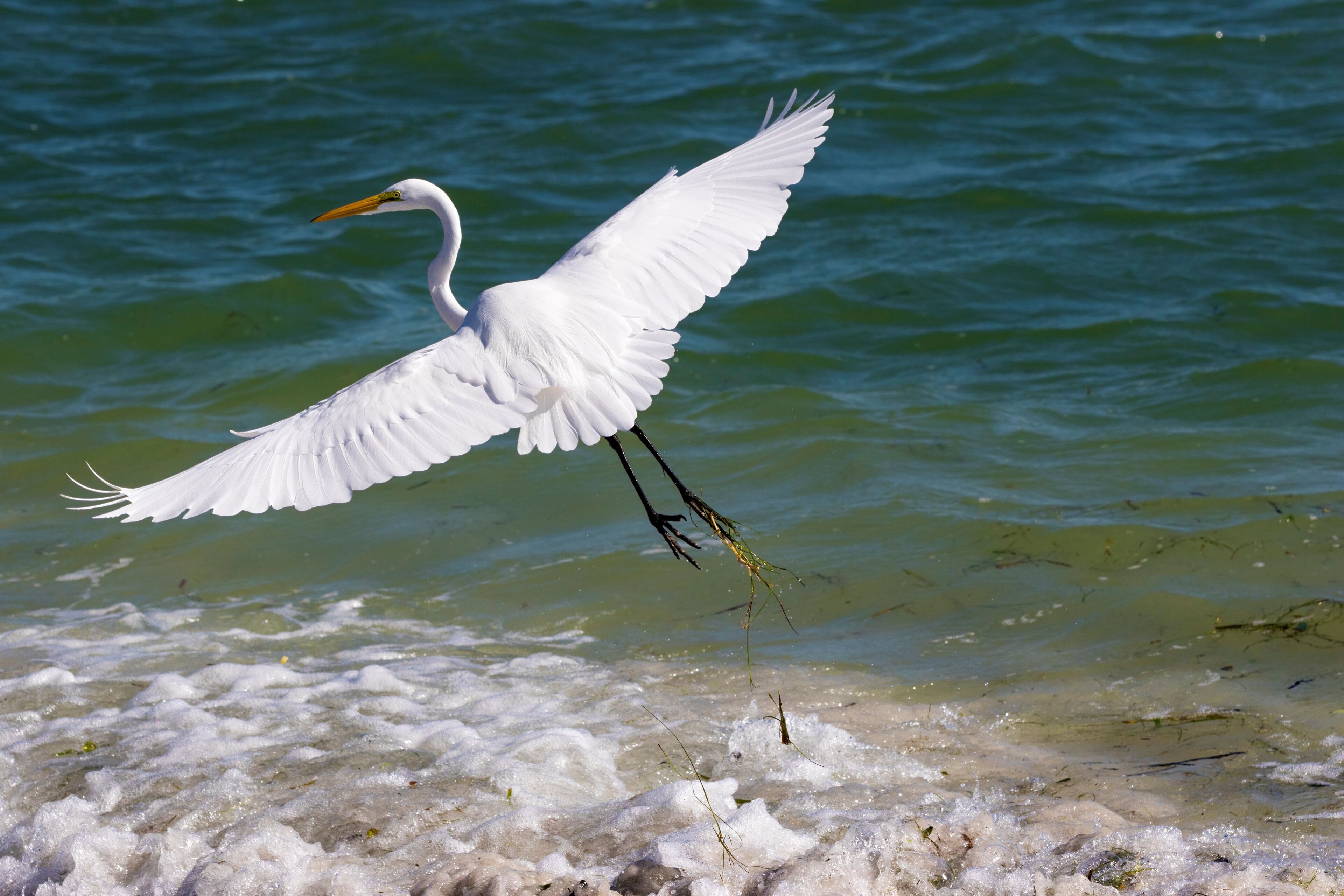 Un uccello bianco con il becco arancione vola sopra una spiaggia sabbiosa, con l'acqua sullo sfondo.