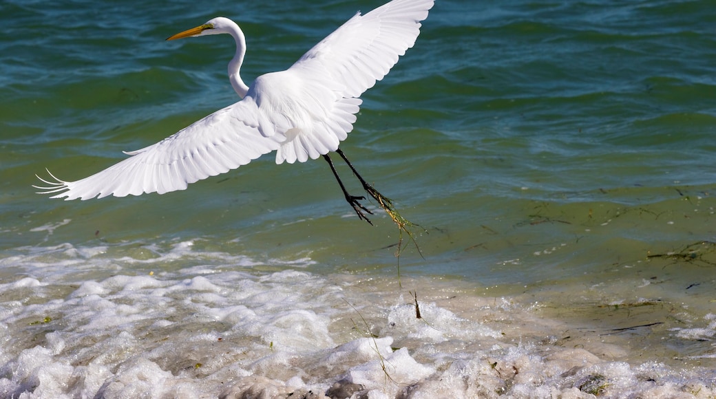 Un uccello bianco con il becco arancione vola sopra una spiaggia sabbiosa, con l'acqua sullo sfondo.