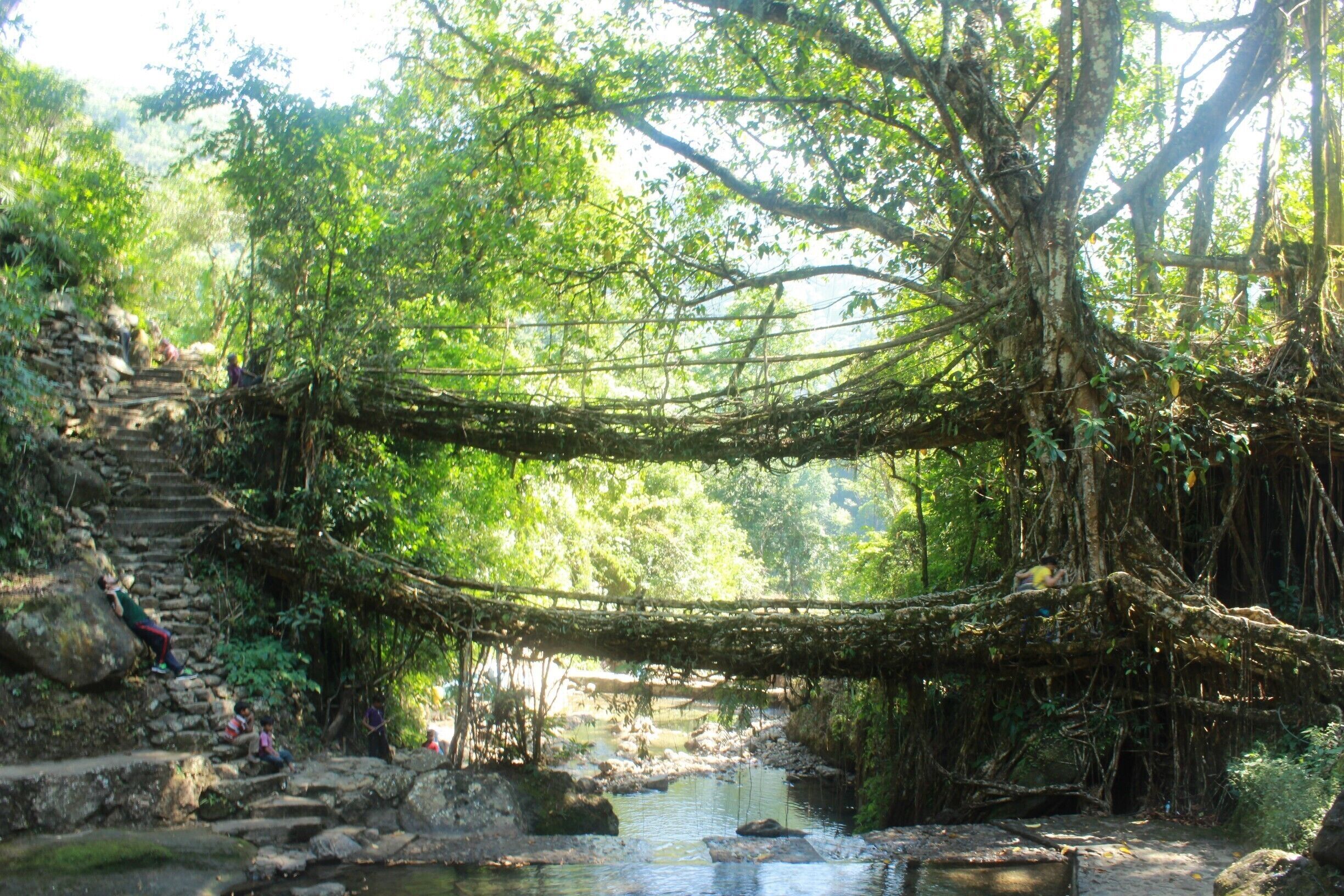 Double Decker living root bridges are made from Ficus Elastica, or Banyan Fig Trees. The aerial roots of these trees are guided to attach themselves to the betel tree trunks, thus making these bridges one of the toughest structures that you’ll ever see! The creators are the local Khasi and Jaintia people
