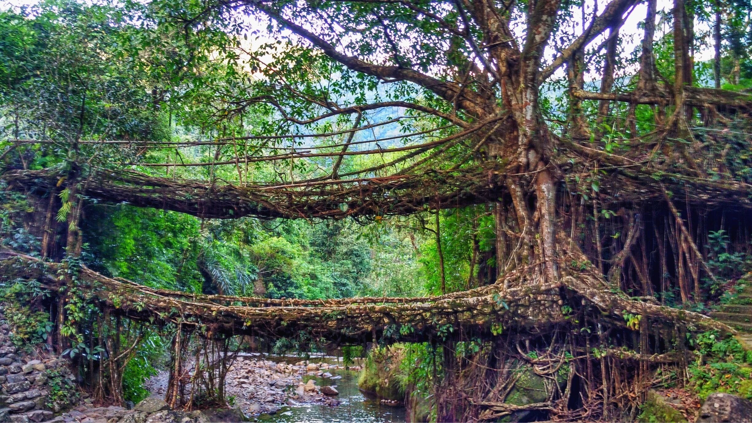 Un gran árbol con raíces extensas que se extienden sobre un río.
