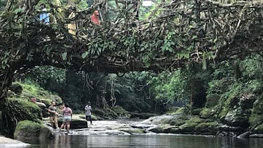 Un lecho de río rocoso con un arroyo pequeño, rodeado de abundante vegetación y árboles.