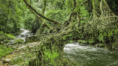 Shillong, Meghalaya, India. A river flows through thick vegetation and under a living roots bridge near Riwai village, Cherrapunjee, Meghalaya, India.
