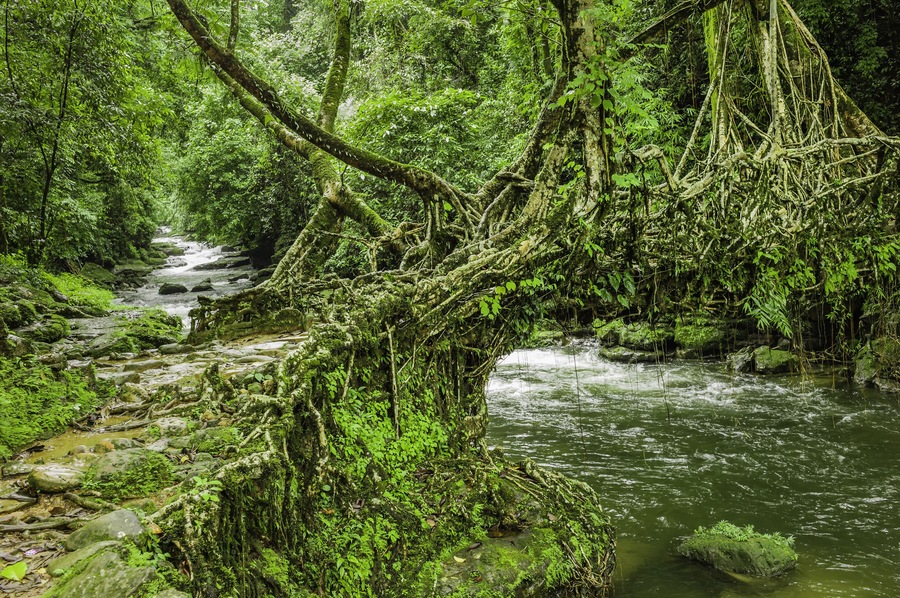 Shillong, Meghalaya, India. A river flows through thick vegetation and under a living roots bridge near Riwai village, Cherrapunjee, Meghalaya, India.