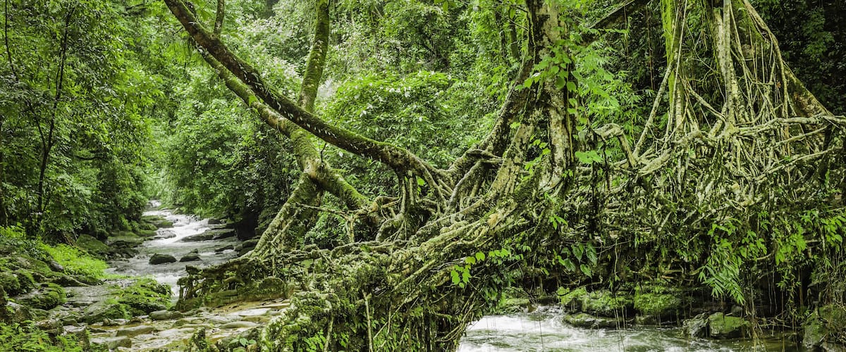 A lush, green forest with a flowing stream and a fallen tree overhanging the water.