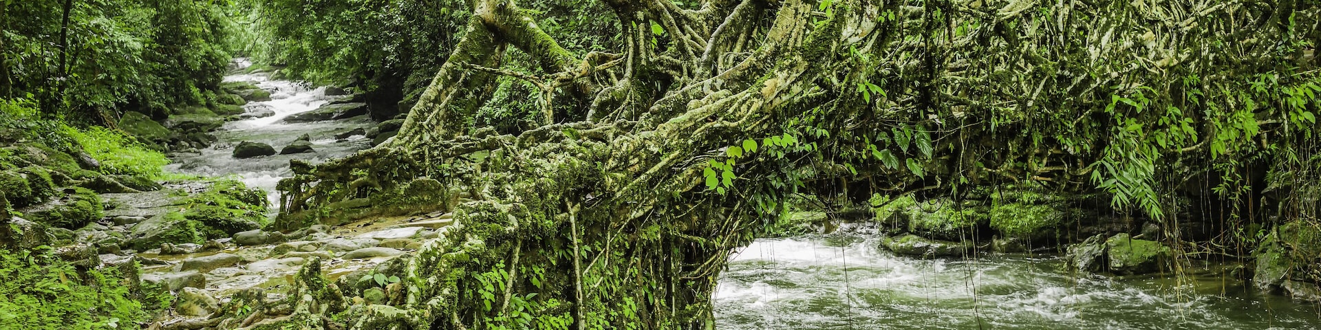 A lush, green forest with a flowing stream and a fallen tree overhanging the water.