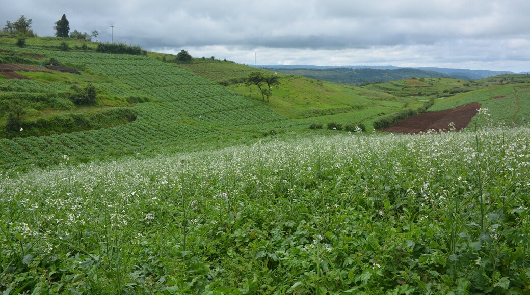 Aptly named - "The View Point", this provides a great view of the entire city, known as the "Scotland of the East". Miles and miles of green cover all around and for the foodies a great cafe - "ML 05 Cafe" to be explored on the way to the main city. #LifeAtExpedia