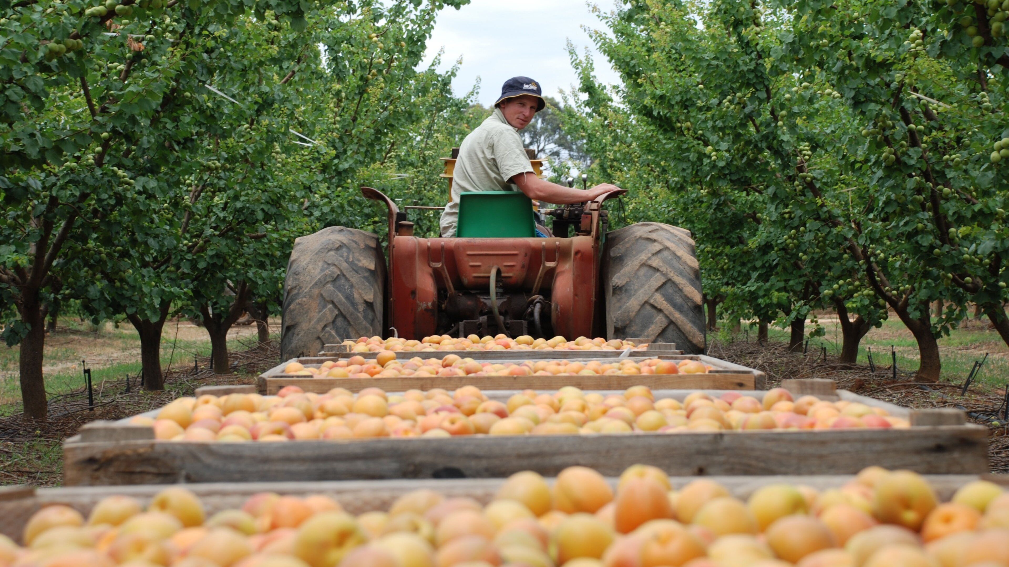 Shepparton which includes food and farmland as well as an individual male