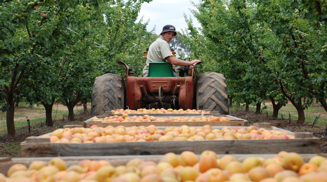Shepparton showing farmland and food as well as an individual male