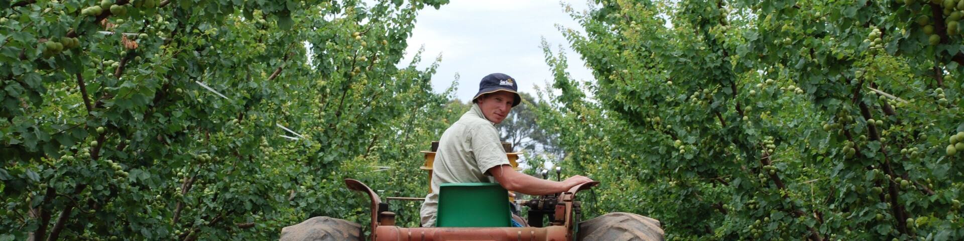 A person harvesting apples in an orchard with rows of trees and a tractor.