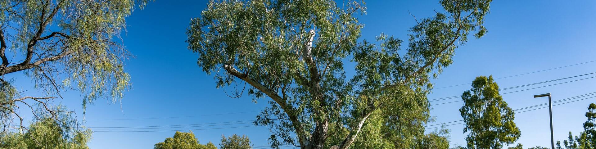 Dalby, QLD, Australia - Walking path along the Myall Creek