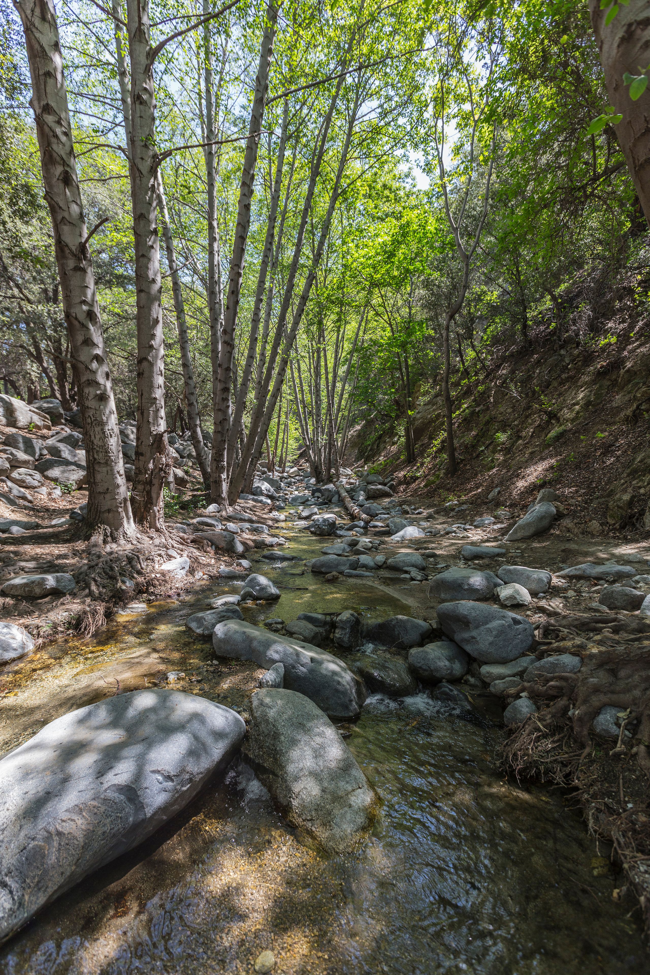 A forest stream with rocks and trees.