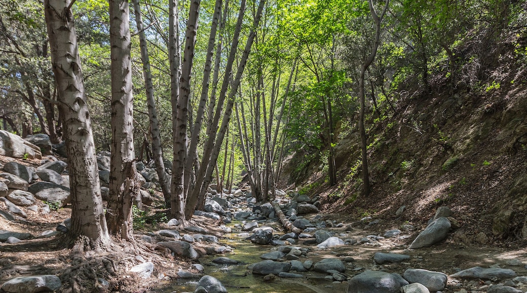 A forest stream with rocks and trees.