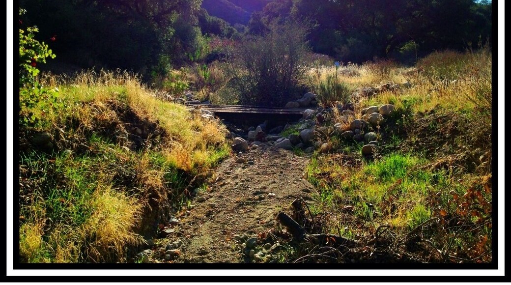 I couldn't quite get in the position I wanted as there was something rattling a few yards ahead. Warning heeded!