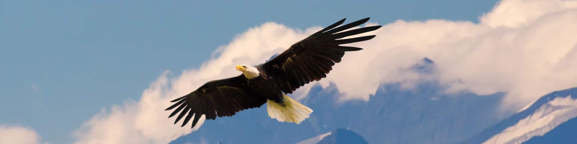 Bald eagle flying and gliding slowly and majestic on the sky over high mountains. Concept of wildlife and pure nature.
