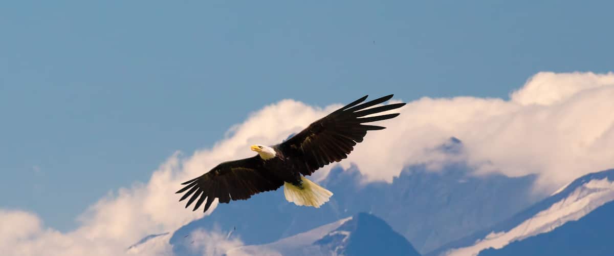 An eagle in flight with snow-capped mountains in the background.