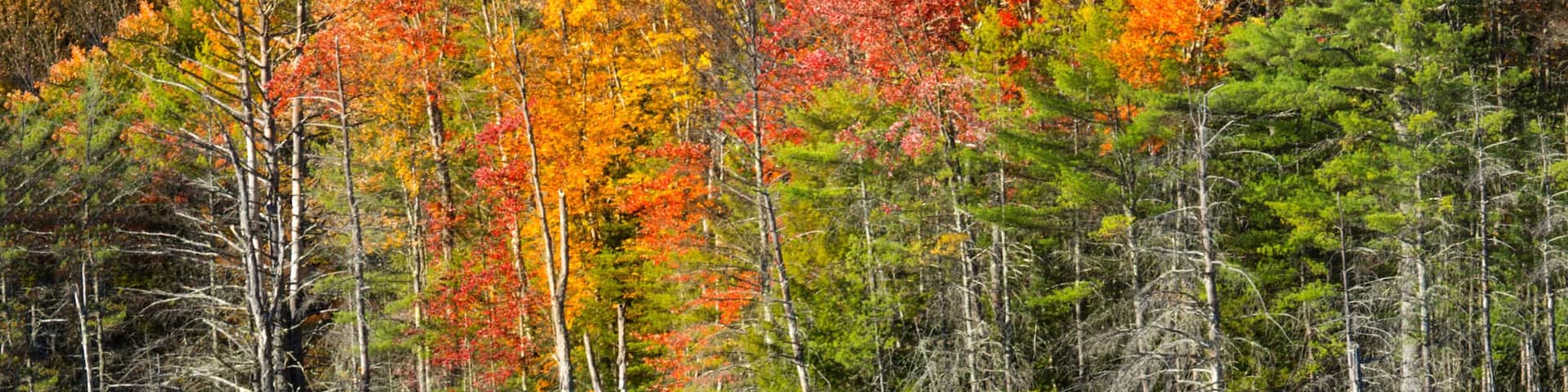 Fall foliage reflected in water at Quincy Bog.