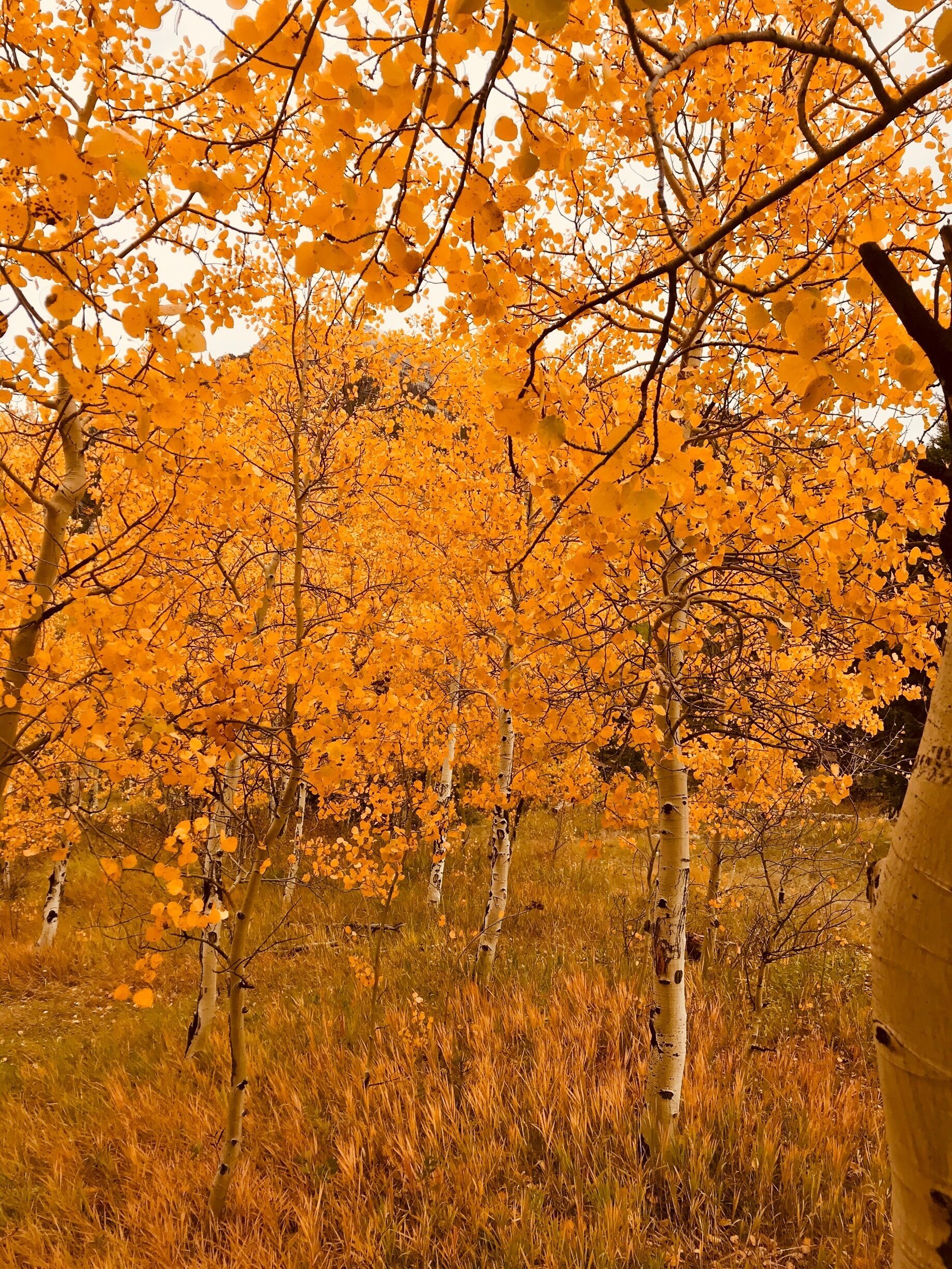 A forest of birch trees with yellow leaves.