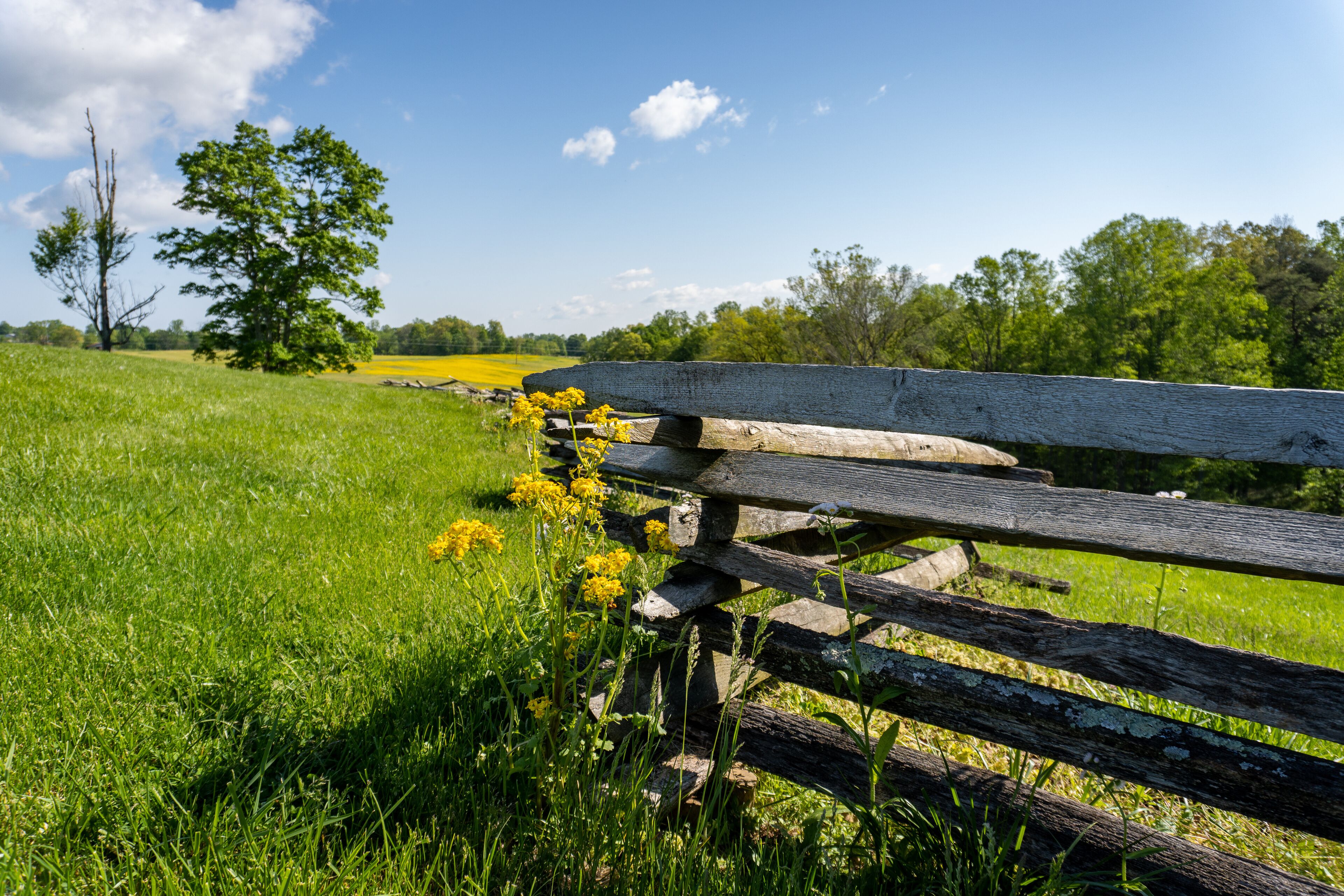 Mill Springs Battlefield National Monument in Kentucky. Canola flower and field with fence at Zollicoffer Park. Union won a significant victory early in the Civil War at the Battle of Mill Springs.