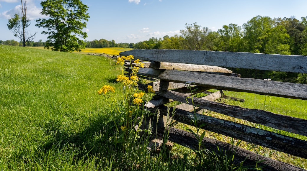 Mill Springs Battlefield National Monument in Kentucky. Canola flower and field with fence at Zollicoffer Park. Union won a significant victory early in the Civil War at the Battle of Mill Springs.
