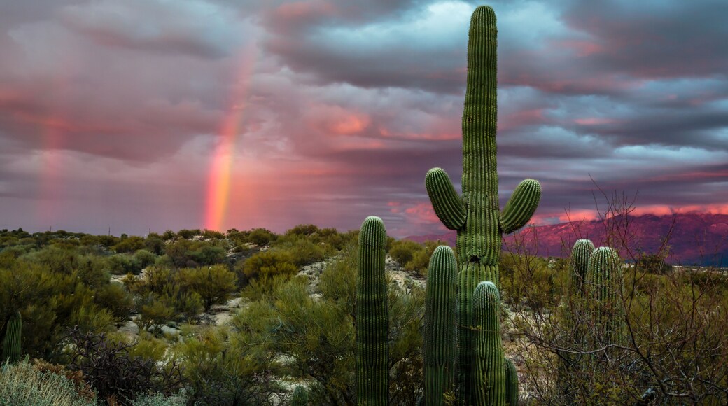 A Winter storm begins to clear at sunset and a rainbow arcs over the Sonoran Desert near Tucson, Arizona.