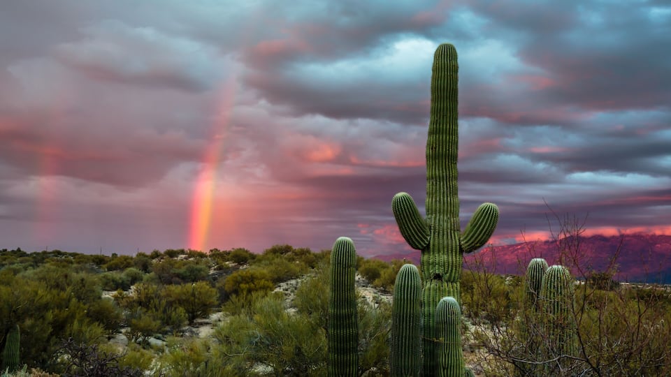 A desert landscape with a prominent cactus and a rainbow in the background.