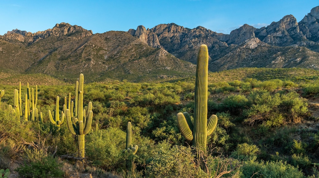 Saguaro Desert Landscape - Catalina, Tucson, Arizona