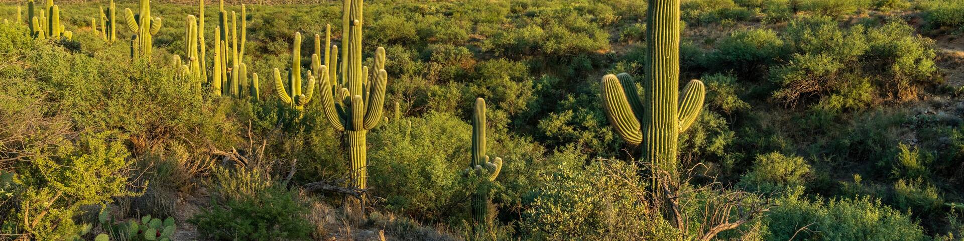 Saguaro Desert Landscape - Catalina, Tucson, Arizona