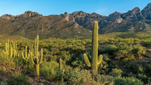 Saguaro Desert Landscape - Catalina, Tucson, Arizona
