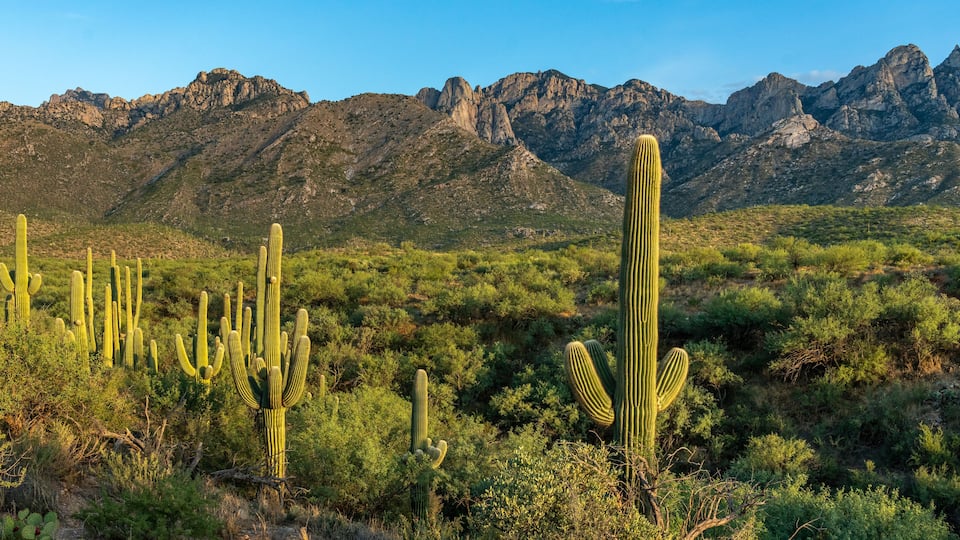 A desert landscape with tall cacti and a mountain range in the background.