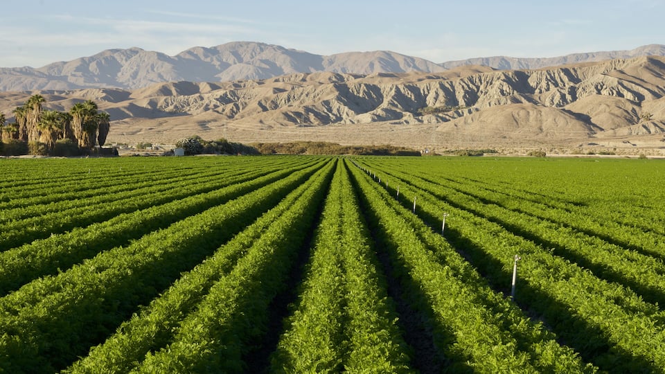 A vineyard with rows of green plants and mountains in the background.