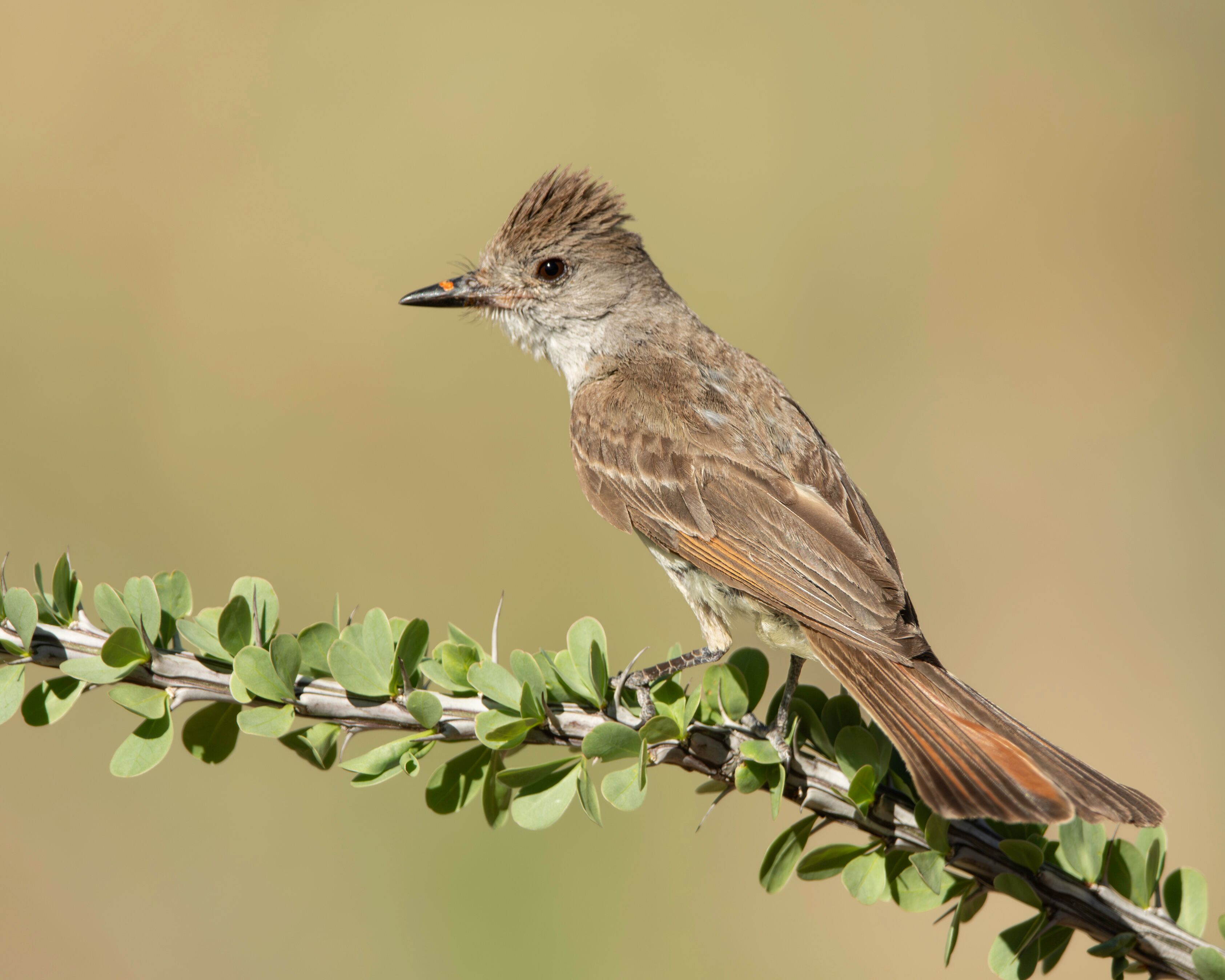 Ash-throated flycatcher (Myiarchus cinerascens), Green Valley, Arizona