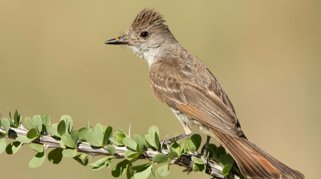 Ash-throated flycatcher (Myiarchus cinerascens), Green Valley, Arizona