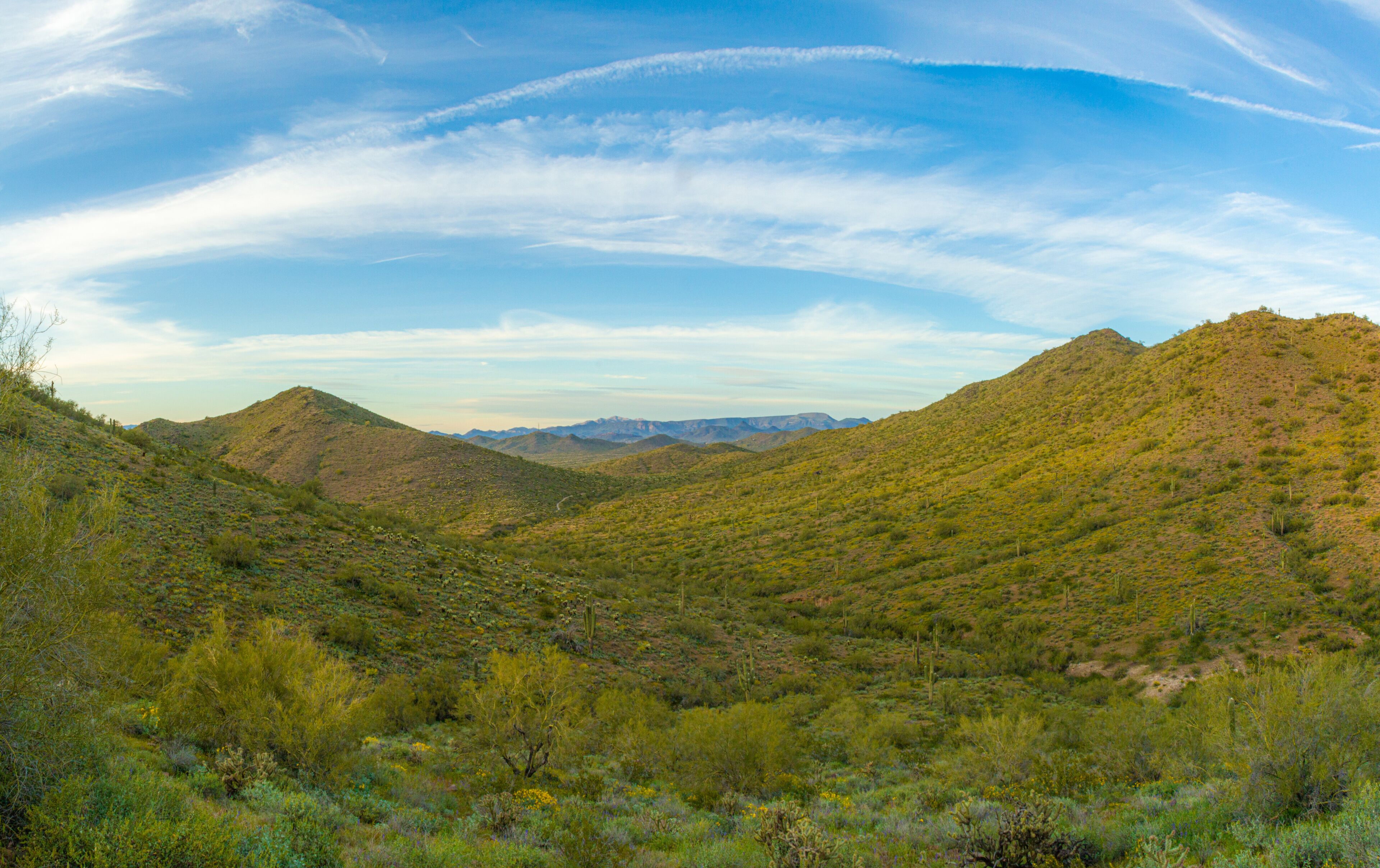 Green desert valley with lush vegetation and a partly cloudy blue evening sky in the Sonoran Desert of Arizona.