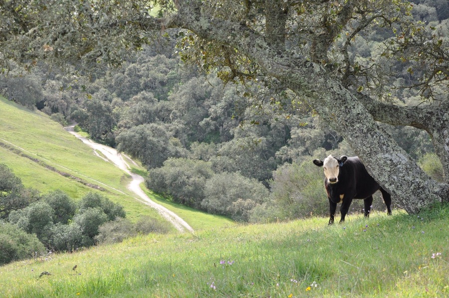 The name is 'Toro Park', but we didn't actually expect the cows...
On the east side of the park, along Mark's Canyon Trail, the whole hillside was covered with California poppies and Lupine!
Beautiful.