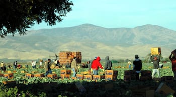 The Salinas Valley, known as "The Salad Bowl of the World" for it's fresh produce. Crop pickers in the hot sun
