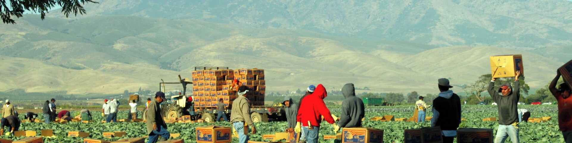 The Salinas Valley, known as "The Salad Bowl of the World" for it's fresh produce. Crop pickers in the hot sun