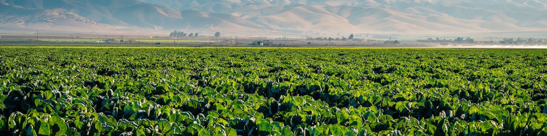 Lettuce field in the Salinas Valley of Monterey County, California