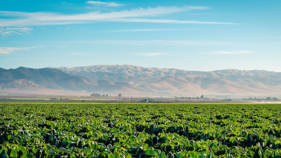 Lettuce field in the Salinas Valley of Monterey County, California