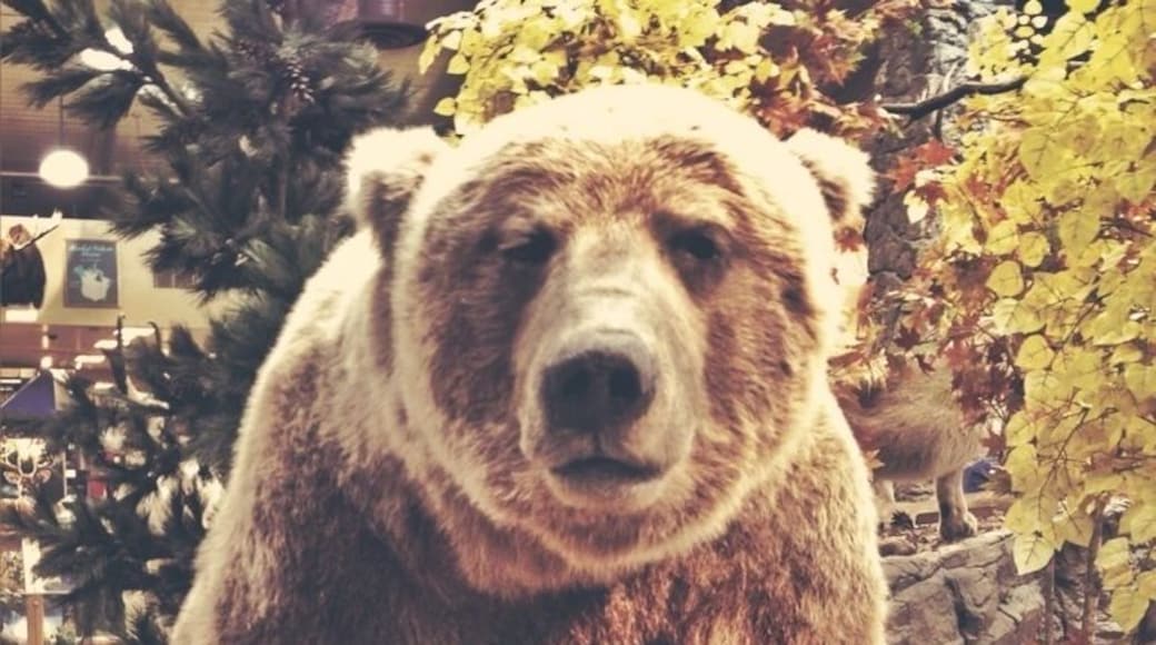 Sidney, NE, home of Cabela's World Headquarters. The store here has a pretty amazing taxidermy display. Including grizzly bears, polar bears, mountain goats, and even an African elephant. If in or passing through Sidney, definitely check this place out.