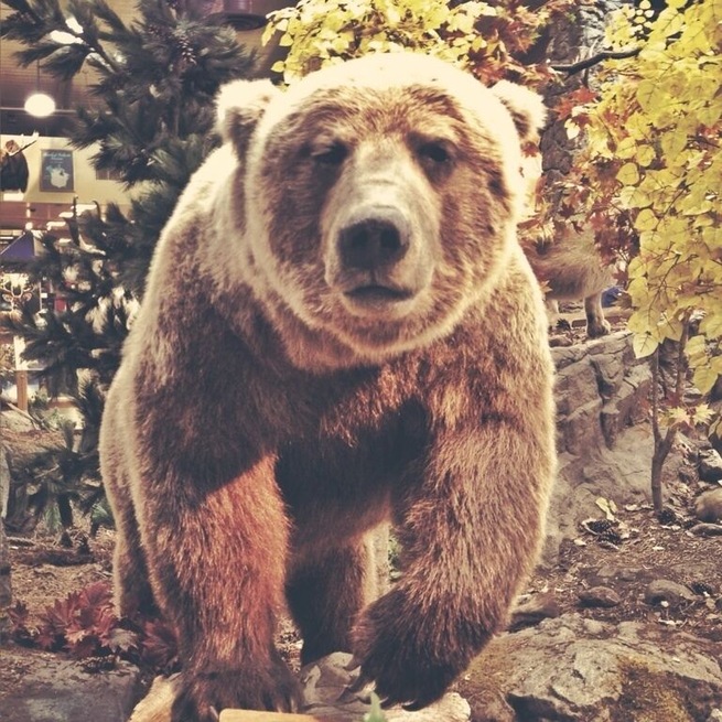 Sidney, NE, home of Cabela's World Headquarters. The store here has a pretty amazing taxidermy display. Including grizzly bears, polar bears, mountain goats, and even an African elephant. If in or passing through Sidney, definitely check this place out.