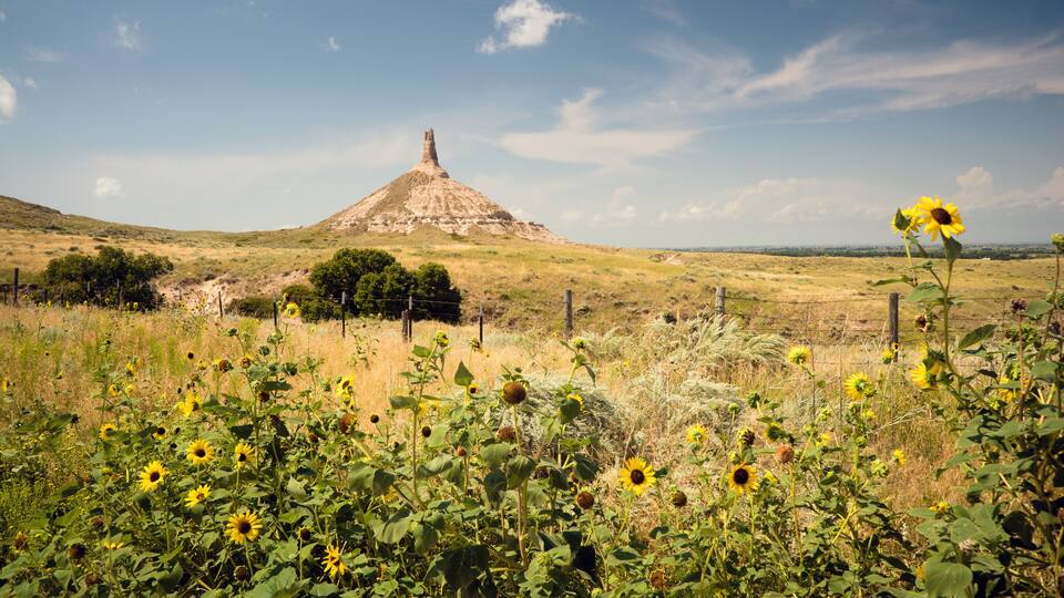A field of sunflowers with a prominent hill in the background.